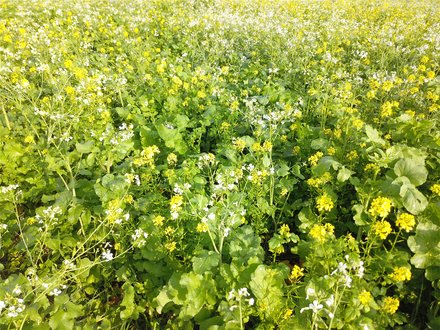 Intercropping and greening of furrow dikes in potato production